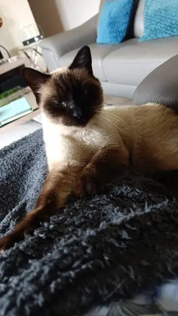 chat reunited   25640 Pouligney-Lusans Urus