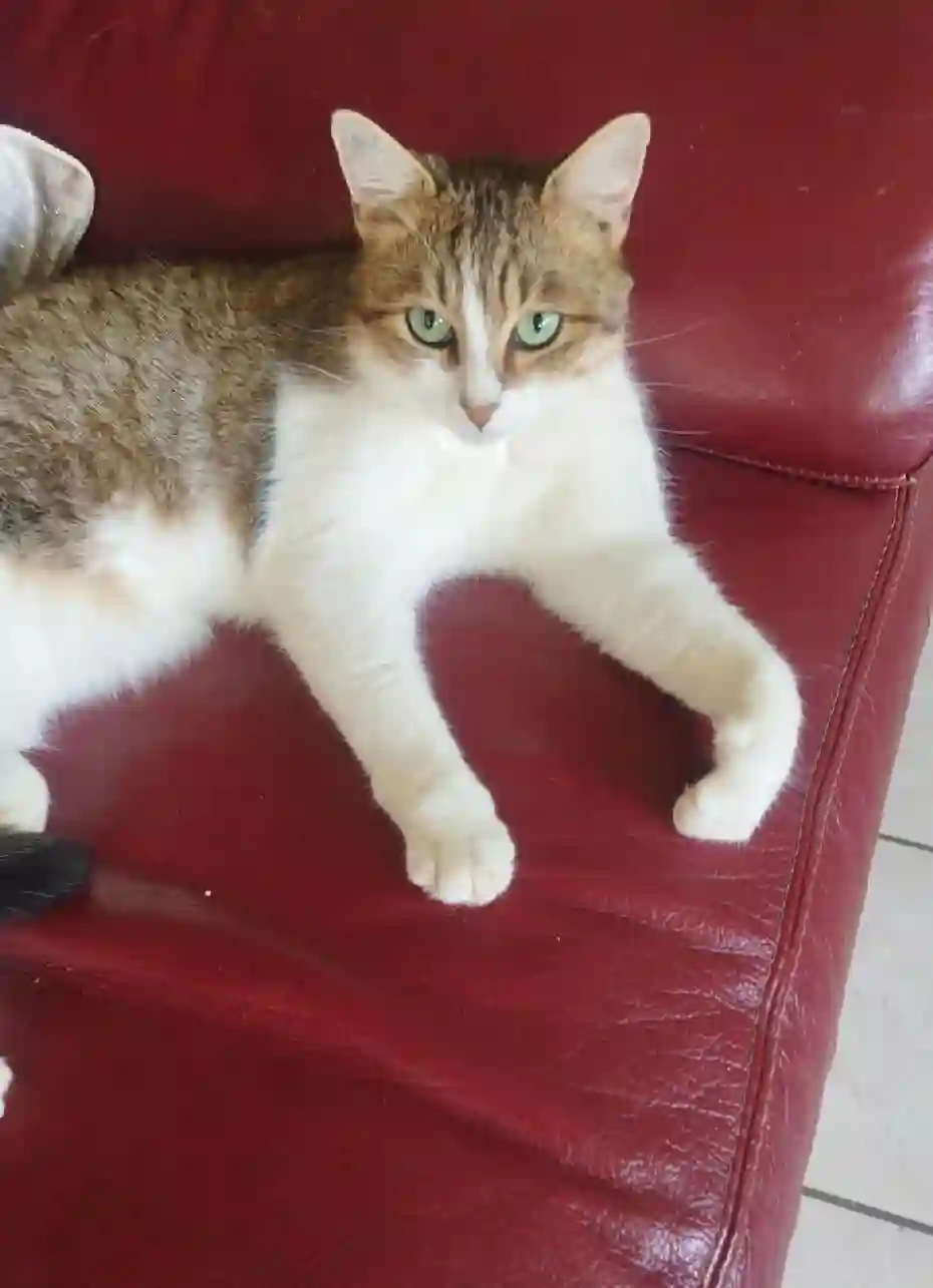 Chat Perdu 25 Doubs - Pouly Chat Perdu 25 Doubs - Pouly