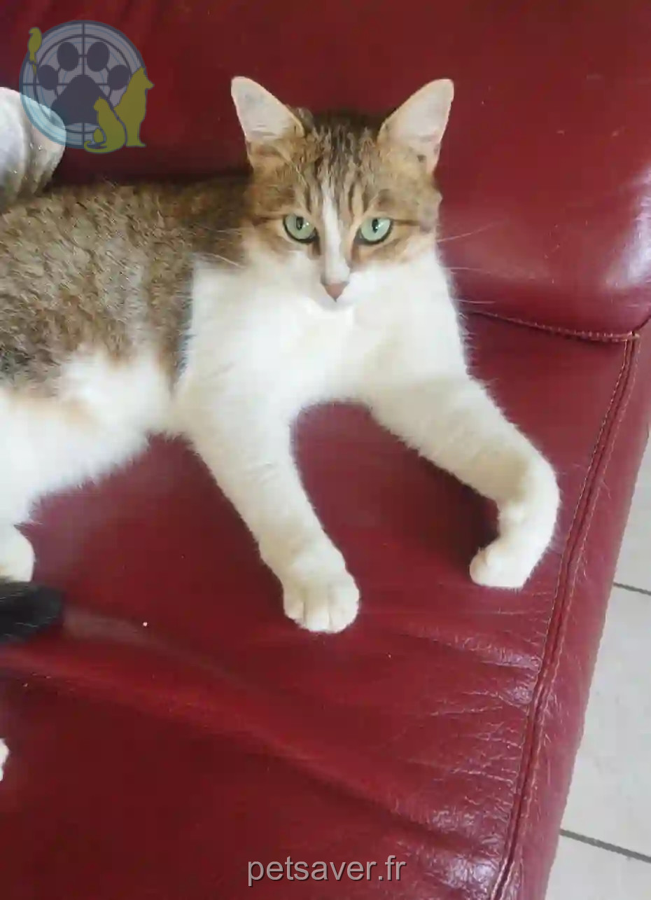 Chat Perdu 25 Doubs - Pouly Chat Perdu 25 Doubs - Pouly
