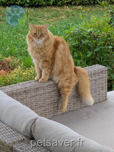 chat reunited   25230 Vandoncourt Roucky