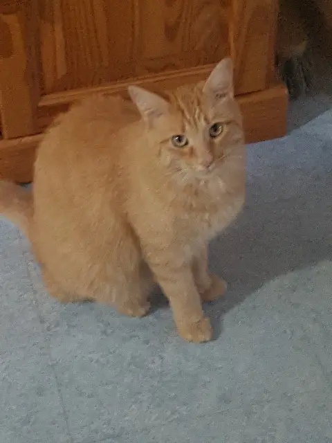 chat reunited   25500 Les Combes Rourou