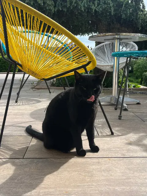 chat reunited   25800 Valdahon Rubis