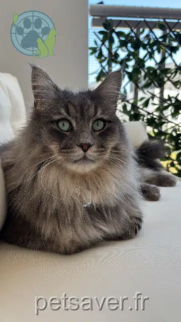 cat reunited   25300 Pontarlier Saiko