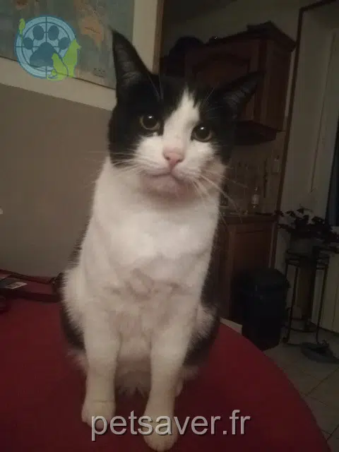 chat reunited 25260 Montenois Serge