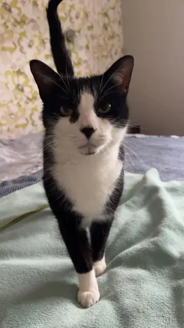 chat reunited   25220 Roche-lez-Beaupré Tchoupi