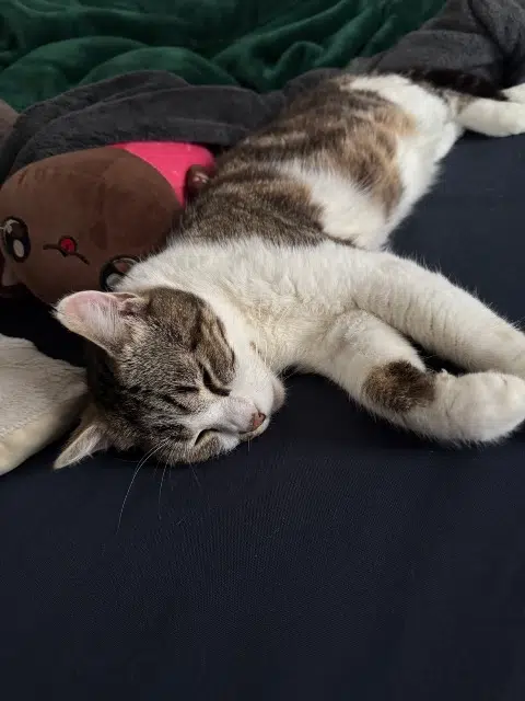 chat reunited   25310 Meslières Timon