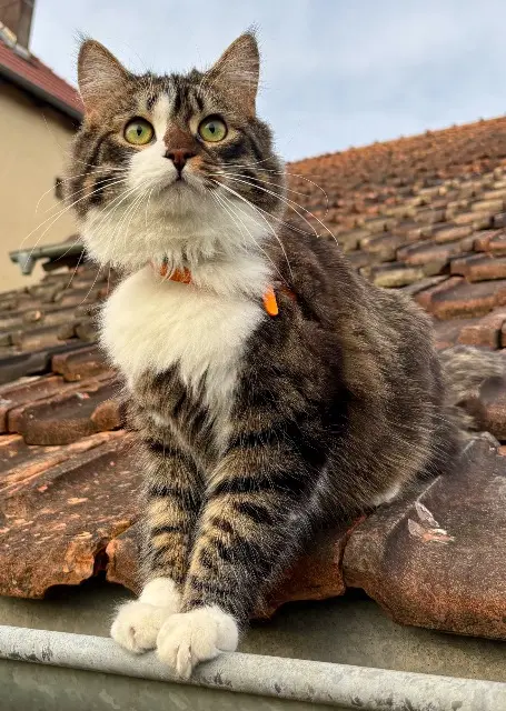 chat reunited   25750 Arcey Yoshi