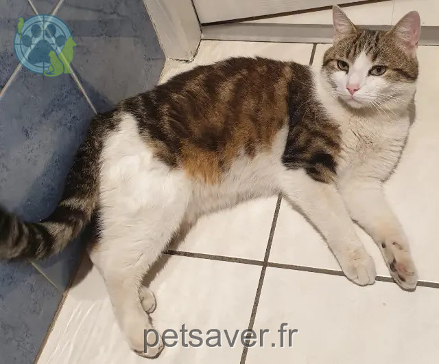 chat reunited 26160 Le Poët-Laval Bobby