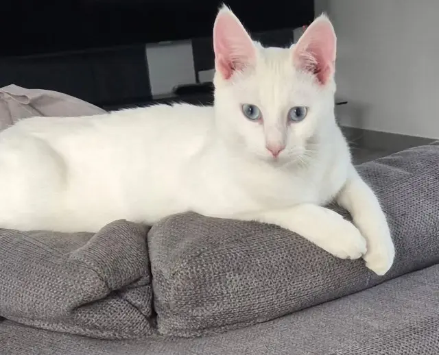 chat reunited   26300 Châteauneuf-sur-Isère Bounty