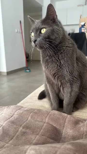 chat reunited   26780 Châteauneuf-du-Rhône Cookie
