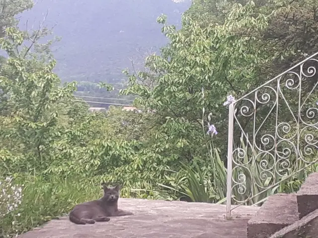 chat reunited   26220 Dieulefit Grizou