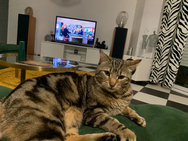 chat reunited   26240 Saint-Uze Gyzmo