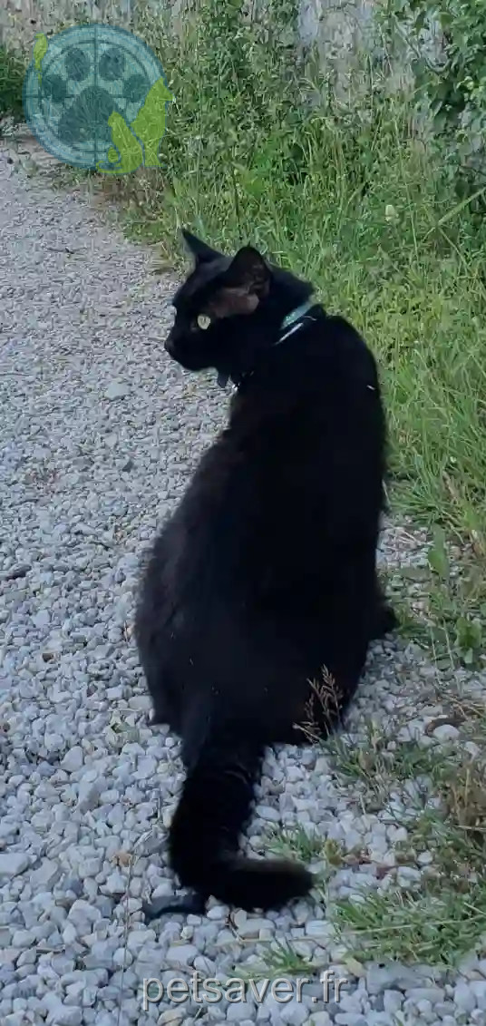Chat Perdu 26 Drôme - Kum Chat Perdu 26 Drôme - Kum