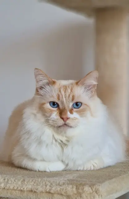 chat reunited   26100 Romans-sur-Isère Pasha