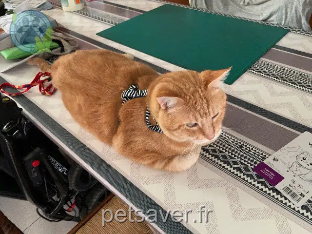 gato reunited 26500 Bourg-lès-Valence Patisson