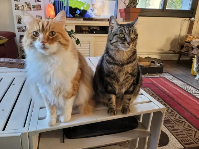 chat reunited   26100 Romans-sur-Isère Roumba Kinou