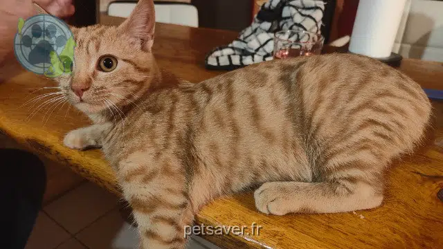 chat reunited   26270 Saulce-sur-Rhône Simba
