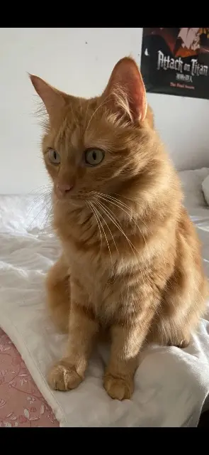 chat reunited   26140 Saint-Rambert-d'Albon Smookie