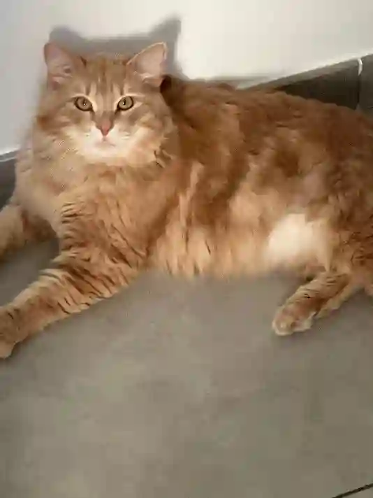 Chat Trouvé 26 Drôme - Tao Chat Trouvé 26 Drôme - Tao