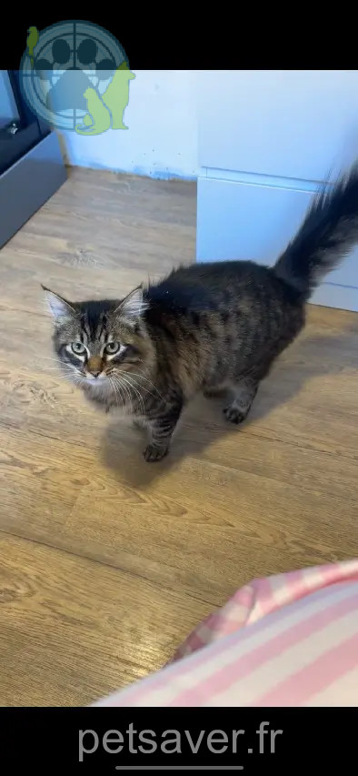 Chat Perdu 26 Drôme - Tigrou Chat Perdu 26 Drôme - Tigrou