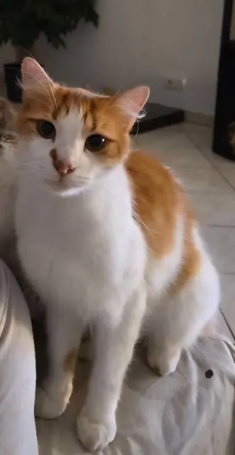 chat reunited   26390 Tersanne Ulysse