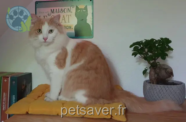 chat reunited   26000 Valence Inndhou