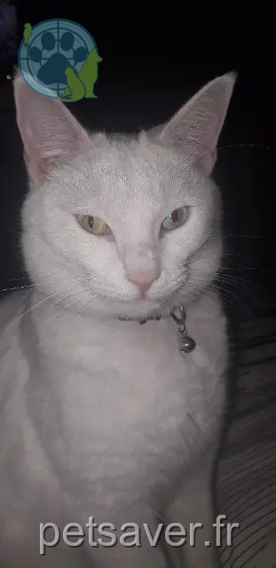 chat reunited   26000 Valence Luffy