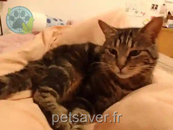 Chat Perdu 26 Drôme Valence - Nanuk. Chat Perdu 26 Drôme Valence - Nanuk.