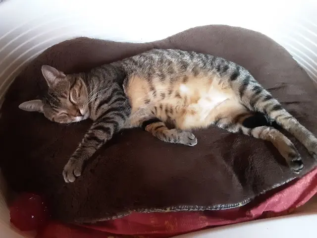 chat reunited   26000 Valence Triskell