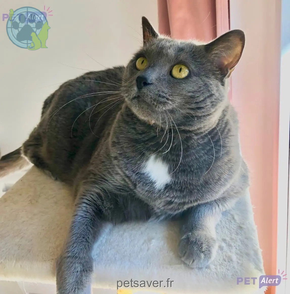kater teruggevonden 17 Rue Madier de Montjau 26000 Valence kater reunited 17 Rue Madier de Montjau 26000 Valence