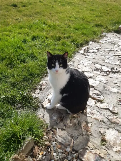 chat reunited   27800 Saint-Victor-d'Épine Angus