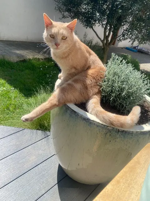 chat reunited   27400 Louviers Archie
