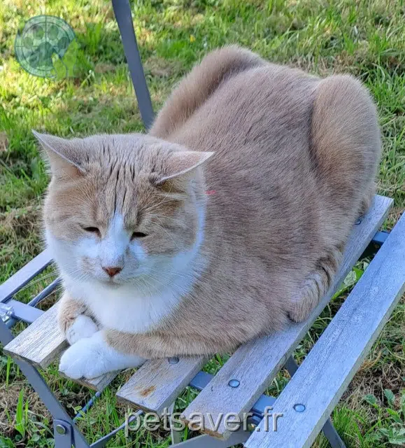cat reunited 27400 Acquigny Crispy