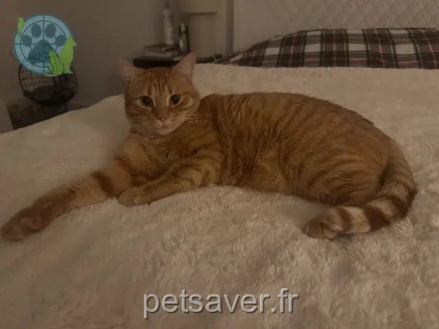 chat reunited 27540 Ivry-la-Bataille Georges