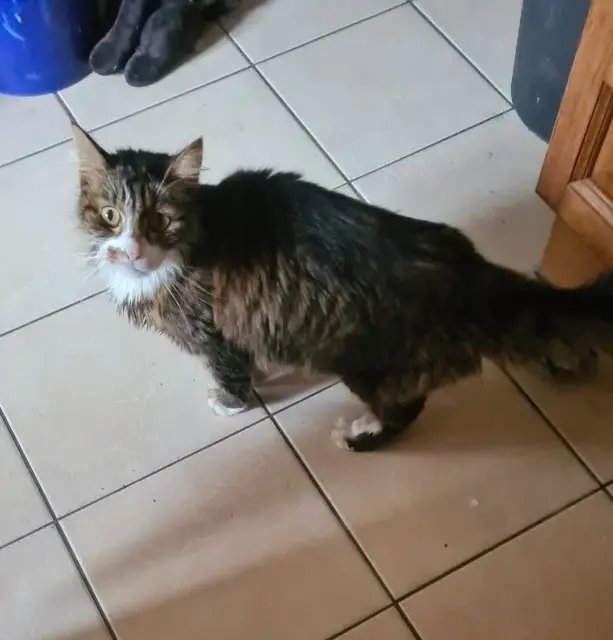 chat reunited   27110 Hectomare L'enzo