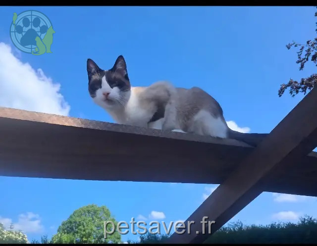 chat reunited   27370 Le Bosc-du-Theil Moustique