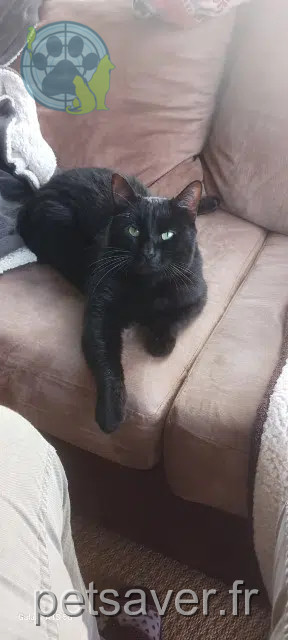 chat reunited 27910 Les Hogues Leo