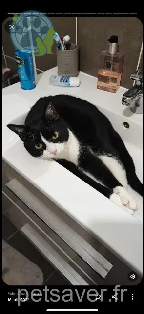 gatto reunited   27000 Évreux Mando