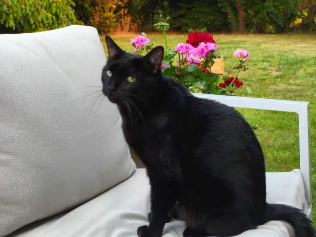 chat reunited   27330 La Haye-Saint-Sylvestre Mew