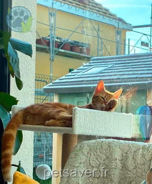 cat reunited   27110 Sainte-Colombe-la-Commanderie Miel