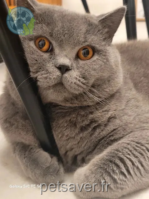 chat reunited   27600 Saint-Pierre-la-Garenne Popy