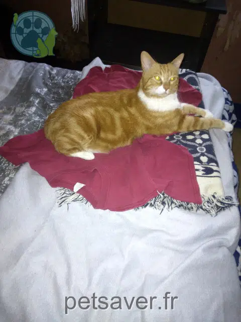 chat reunited 27000 Évreux Rebelle