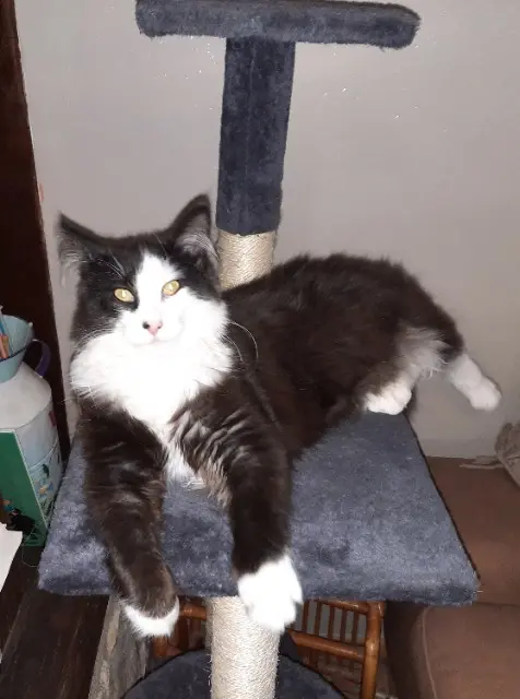 chat reunited   27110 Le Tremblay-Omonville Seattle