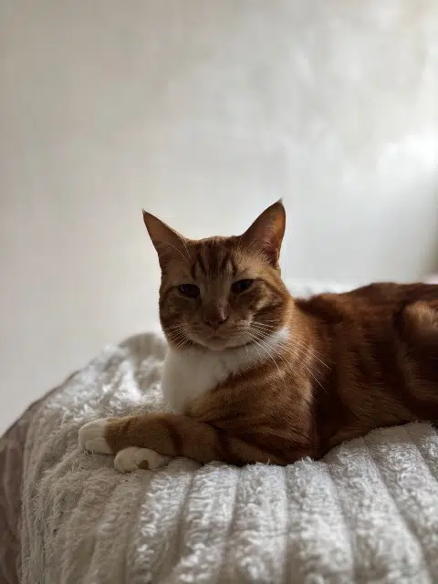 chat reunited   27620 Gasny Simba