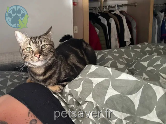 chat reunited 27340 Pont-de-l'Arche Tigrou