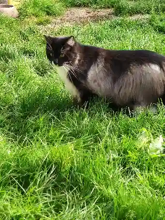 Chat Perdu 27 Eure - Titi Chat Perdu 27 Eure - Titi