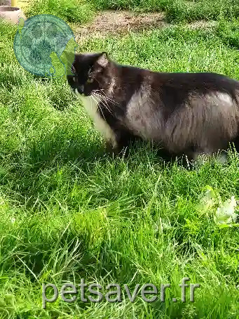 Chat Perdu 27 Eure - Titi Chat Perdu 27 Eure - Titi