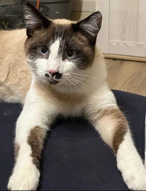 chat reunited   27220 Saint-André-de-l'Eure Utha