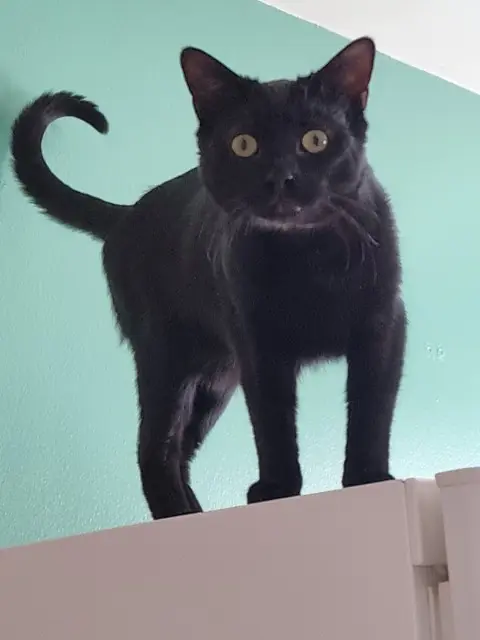 chat reunited   27930 Guichainville Verso