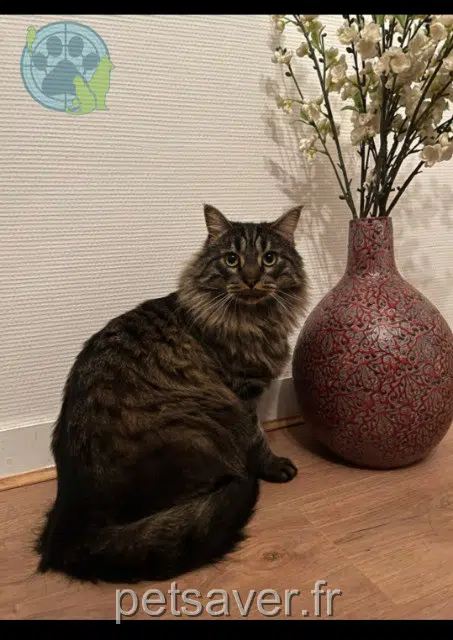 chat reunited 27620 Gasny Vulcain